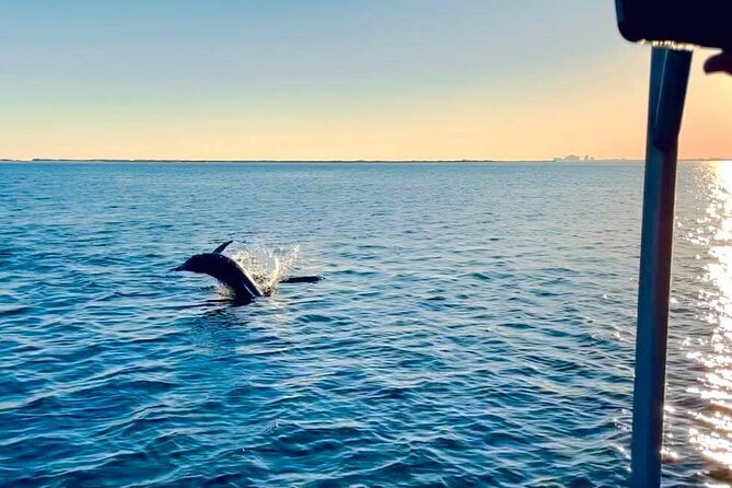 Frisky Mermaid Public Dolphin + Sightseeing Cruise Up to 49 Pax - Customer Feedback