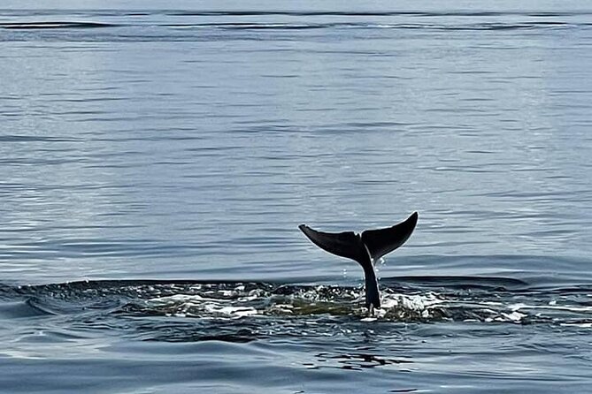 Frisky Mermaid Public Dolphin + Sightseeing Cruise Up to 49 Pax - Frequently Asked Questions