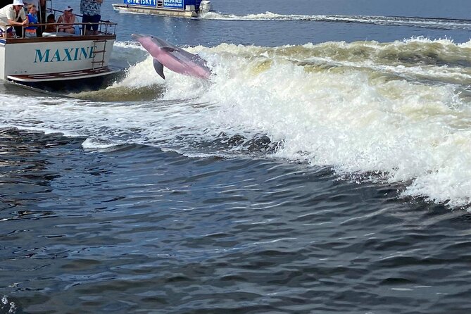Frisky Mermaid Public Dolphin + Sightseeing Cruise Up to 49 Pax - Recap