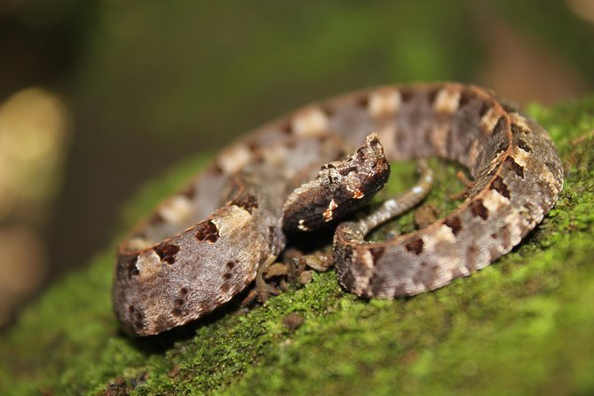 Frog Watching Jungle Night Walk - Meeting and Transportation Details