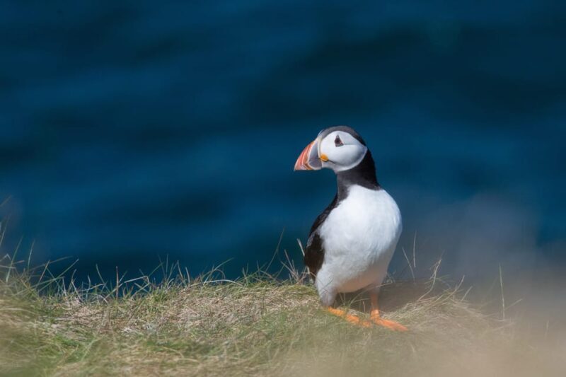 From Aberdeen: North East Coastal Trail Small-Group Tour - Key Points