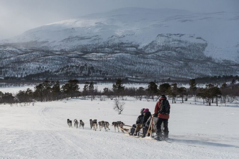 From Abisko: Dog Sledding Excursion to Kiruna with Fika - From Abisko: Dog Sledding Excursion to Kiruna with Fika — An Authentic Arctic Adventure
