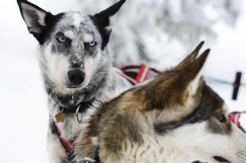 From Abisko: Dog Sledding Excursion to Kiruna with Fika - The Practicalities: What’s Included and What to Consider