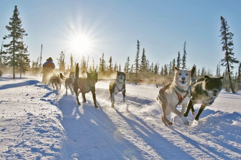 From Abisko: Dog Sledding Excursion to Kiruna with Fika - Final Thoughts