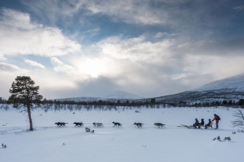 From Abisko: Dog Sledding Excursion to Kiruna With Fika - Experience Highlights