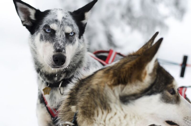 From Abisko: Dog Sledding Excursion to Kiruna With Fika - Itinerary and Activities