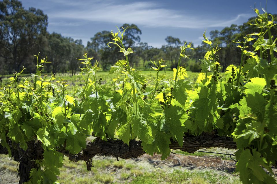 From Adelaide: Barossa Valley Guided Bus Tour - Highlights