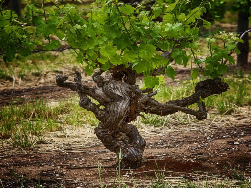 From Adelaide: Barossa Valley Guided Bus Tour - Itinerary