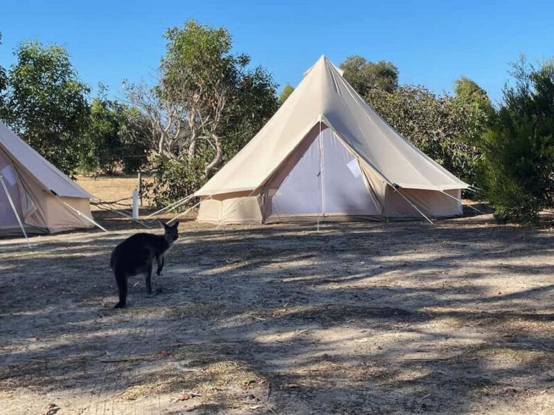 From Adelaide: Kangaroo Island Epic 2-Day Small Group Tour - Key Points