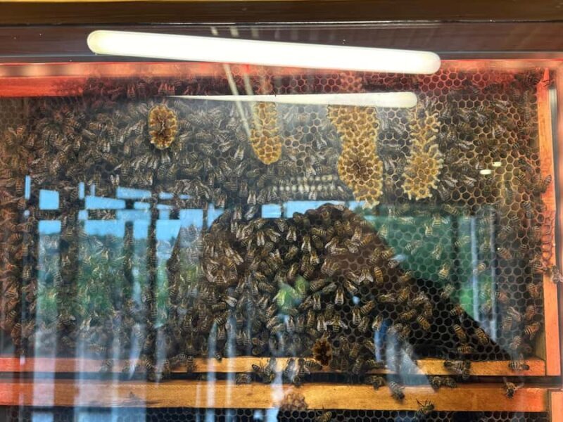 From Adelaide: McLaren Vale Winery Tour with Hahndorf Stop - FAQs