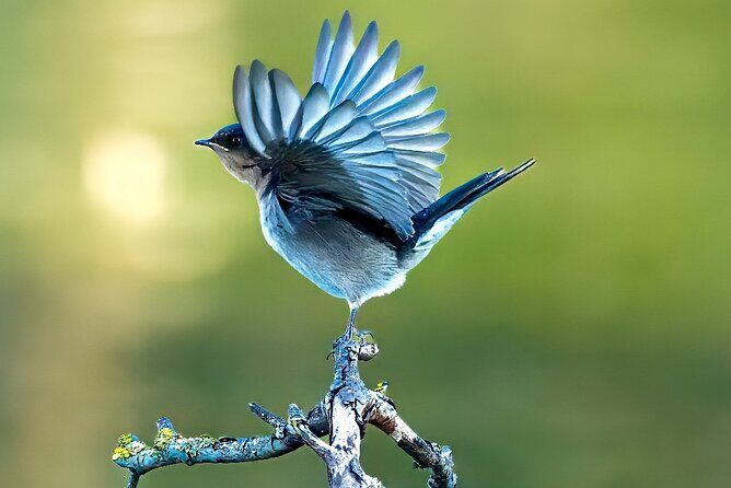 From Adelaide: Ultimate SA Birding & Nature Discovery Tour - Introducing the Ultimate SA Birding & Nature Discovery Tour — A Guide to the Experience