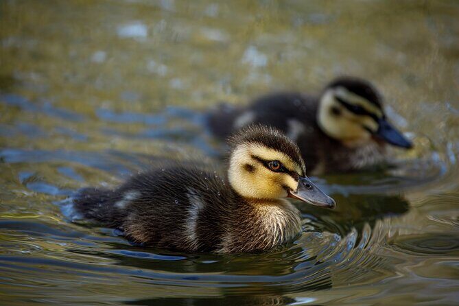 From Adelaide: Ultimate SA Birding & Nature Discovery Tour - Key Points