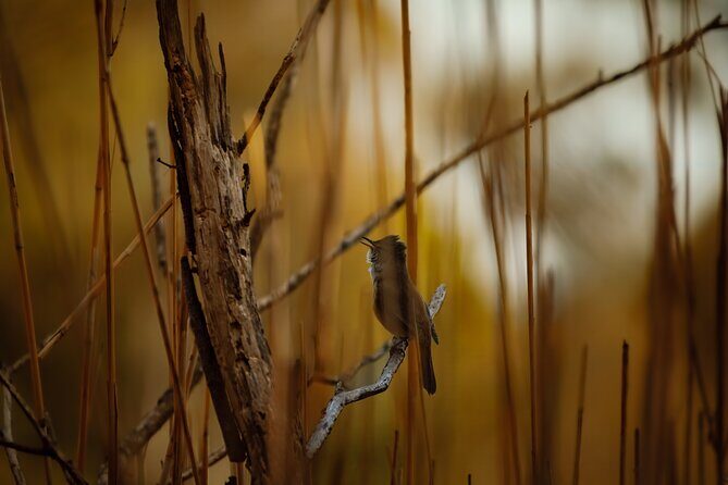 From Adelaide: Ultimate SA Birding & Nature Discovery Tour - Authentic Feedback from Past Participants