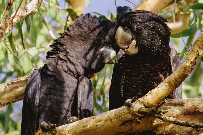 From Adelaide: Ultimate SA Birding & Nature Discovery Tour - Final Thoughts — Why This Tour Is Worth Considering