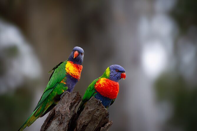 From Adelaide: Ultimate SA Birding & Nature Discovery Tour - Frequently Asked Questions