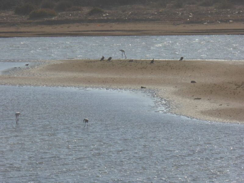 From Agadir: 4×4 Jeep Sahara Desert Tour With Lunch - Birdwatching at Massa River