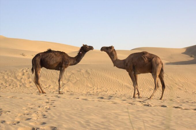 From Agadir: 4×4 Jeep Sahara Desert Tour With Lunch - Recommended Attire