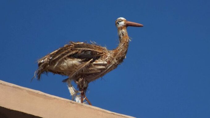 From Agadir: 4×4 Jeep Sahara Desert Tour With Lunch - Pricing and Booking
