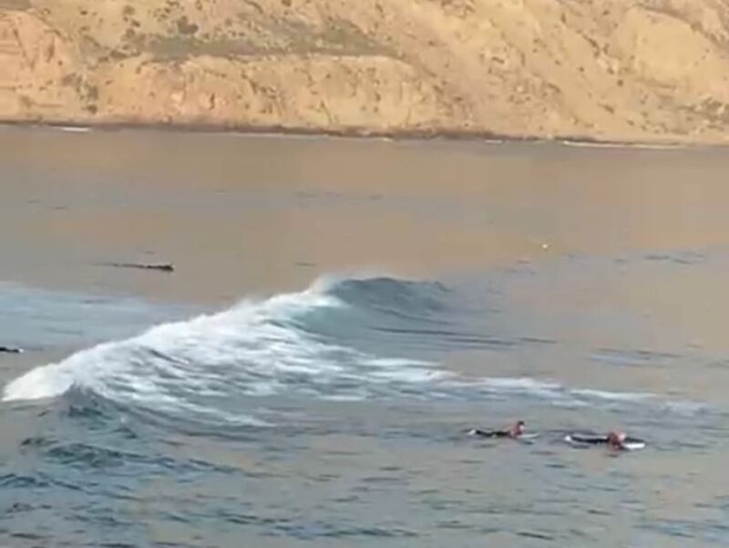 From Agadir: Beginner Surf Lesson With Transfer - Inclusions