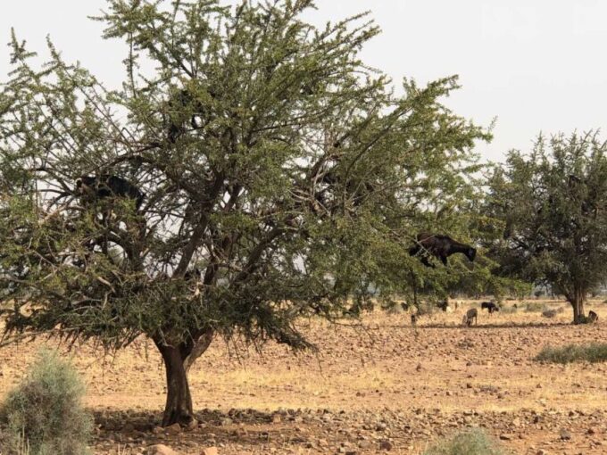 From Agadir or Taghazout: 2-Day Sahara Desert Tour to Zagora - Frequently Asked Questions