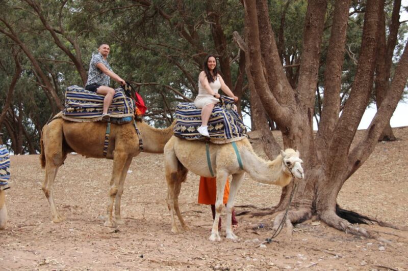 From Agadir or Taghazout: Camel Ride Tour & Flamingos Watch - Good To Know