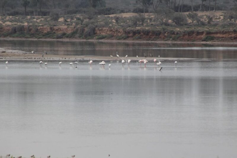 From Agadir or Taghazout: Camel Ride Tour & Flamingos Watch - Flamingos Watching