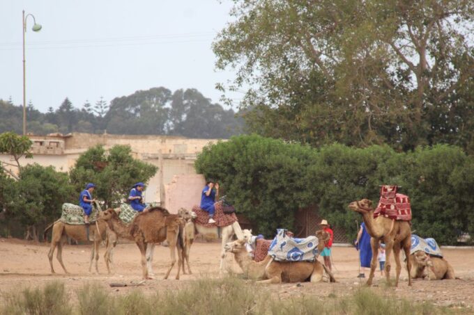 From Agadir or Taghazout: Camel Ride Tour & Flamingos Watch - Ideal for Travelers