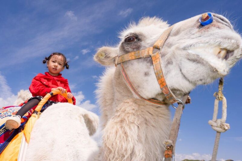 From Agadir or Taghazout: Flamingo River Camel Ride With Tea - Exploring Souss Massa National Park