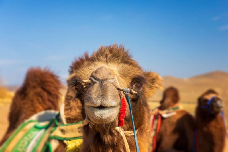 From Agadir or Taghazout: Flamingo River Camel Ride With Tea - Seeing Flamingoes in Their Habitat