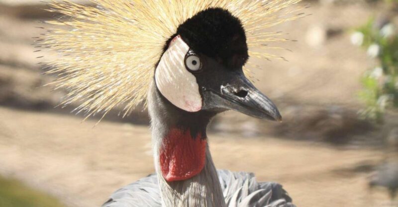 From Agadir: Sous Massa National Park Desert Safari W/Lunch - Experience Highlights