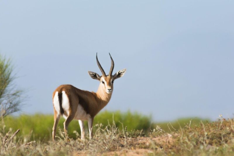 From Agadir: Sous Massa National Park Desert Safari W/Lunch - Wildlife and Nature Exploration