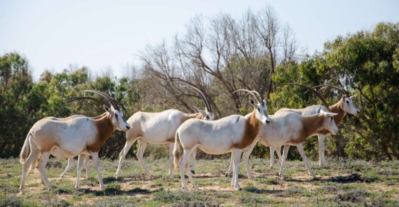 From Agadir: Sous Massa National Park Desert Safari W/Lunch - Inclusions and Options