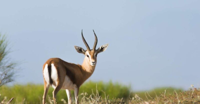 From Agadir: Sous Massa National Park Desert Safari W/Lunch - Itinerary Highlights