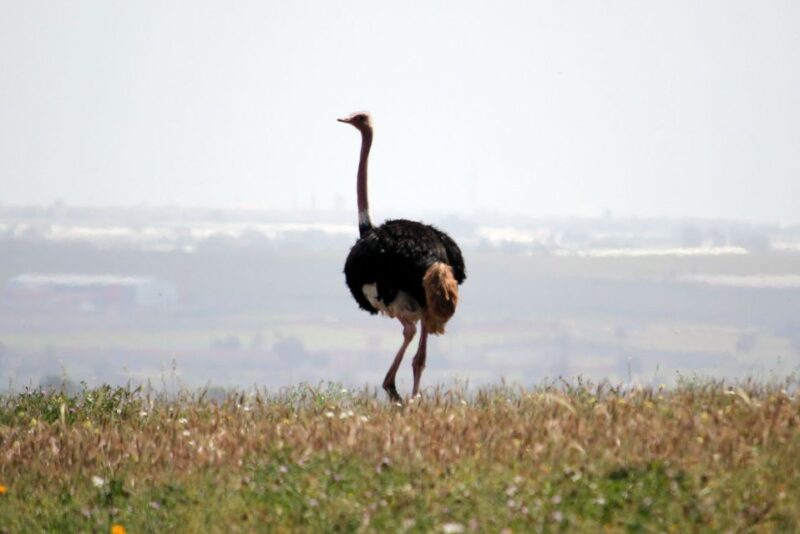 From Agadir: Sous Massa National Park Desert Safari W/Lunch - Good To Know