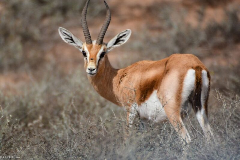 From Agadir: Sous Massa National Park Desert Safari W/Lunch - Birdwatching at Sous River Estuary