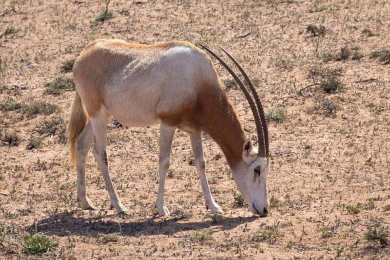 From Agadir: Sous Massa National Park Desert Safari W/Lunch - Observing Moroccan Pottery Production