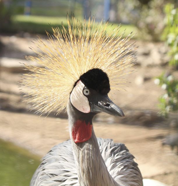 From Agadir: Sous Massa National Park Desert Safari W/Lunch - Wildlife Sightings Along the Way