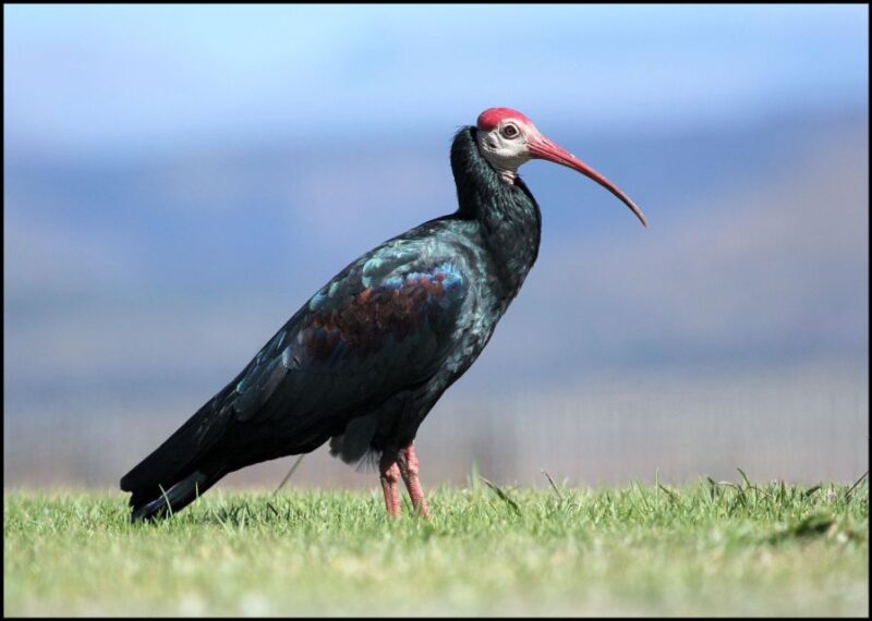 From Agadir: Souss Massa National Park Tour - Park Establishment and Size