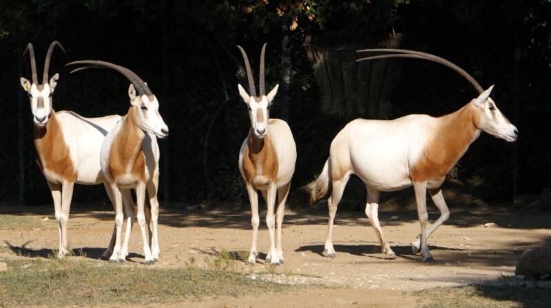From Agadir: Souss Massa National Park Tour - Diverse Wildlife and Endangered Species