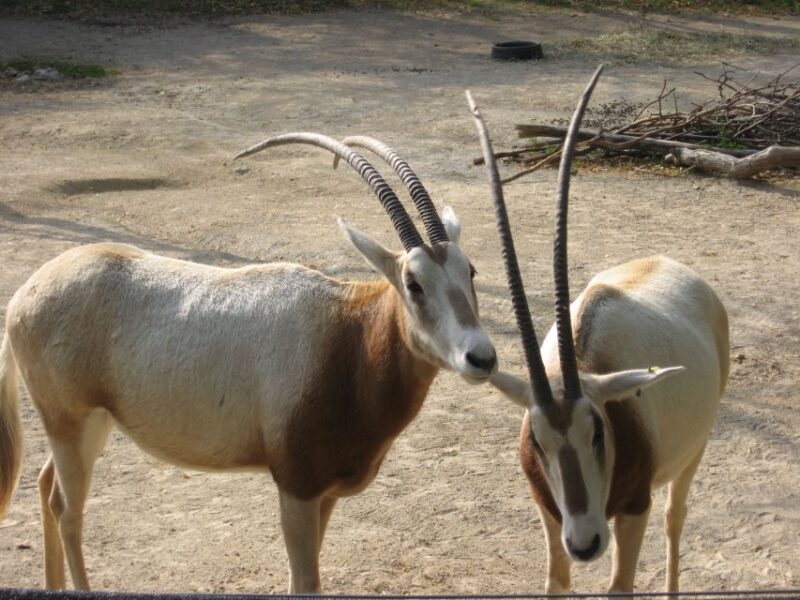 From Agadir: Souss Massa National Park Tour - Museum and Learning Opportunities