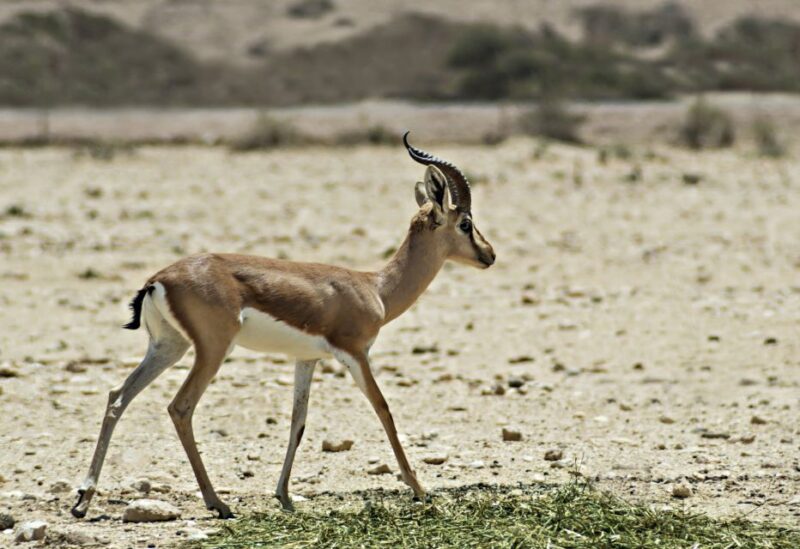 From Agadir: Souss Massa National Park Tour - Flexibility and Customization