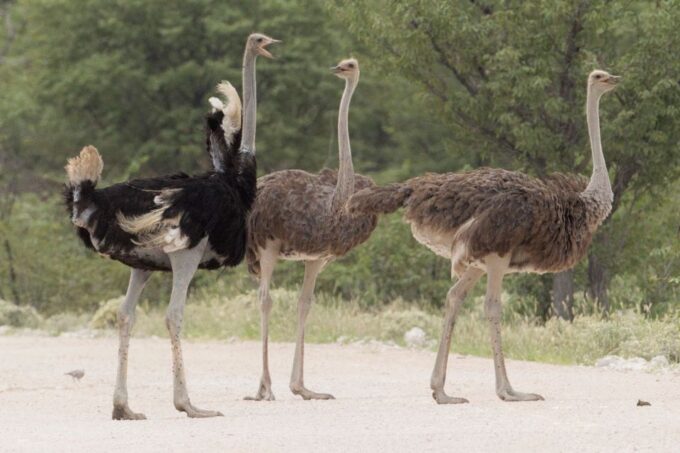 From Agadir: Souss Massa National Park Tour - Customer Feedback and Ratings