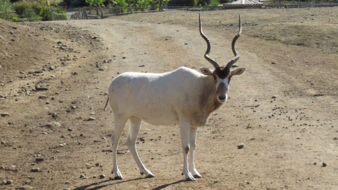 From Agadir: Souss Massa National Park Tour - Frequently Asked Questions
