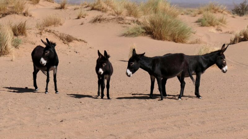 From Agadir/Taghazout: Sahara Sand Dunes With Transfer - Transportation Included