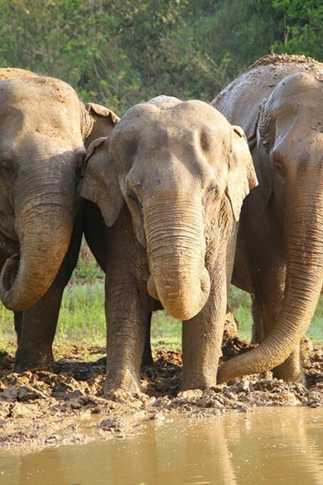 From Agra: Taj Mahal Trip With Elephant Conservation by Car - The Sum Up