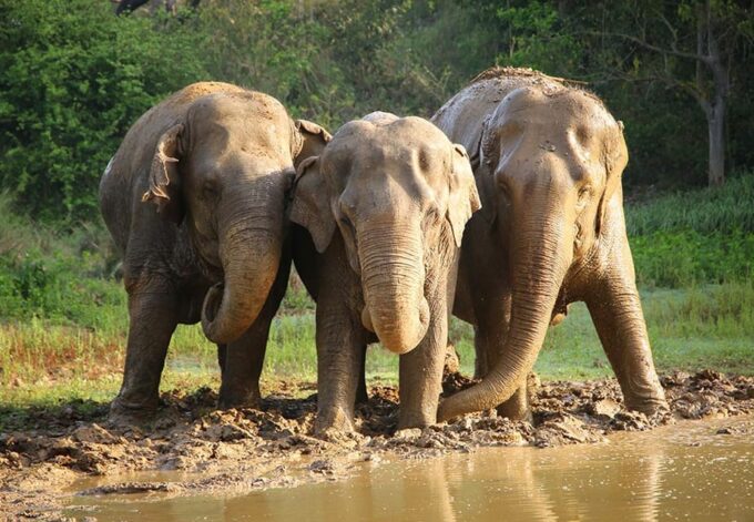From Agra: Taj Mahal Trip With Elephant Conservation by Car - Additional Options