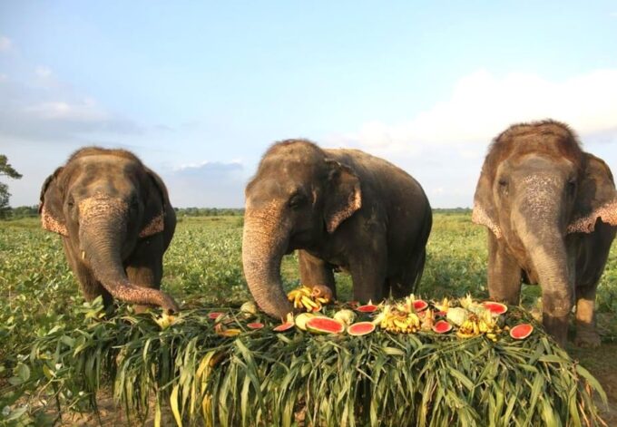 From Agra: Taj Mahal Trip With Elephant Conservation by Car - The Sum Up