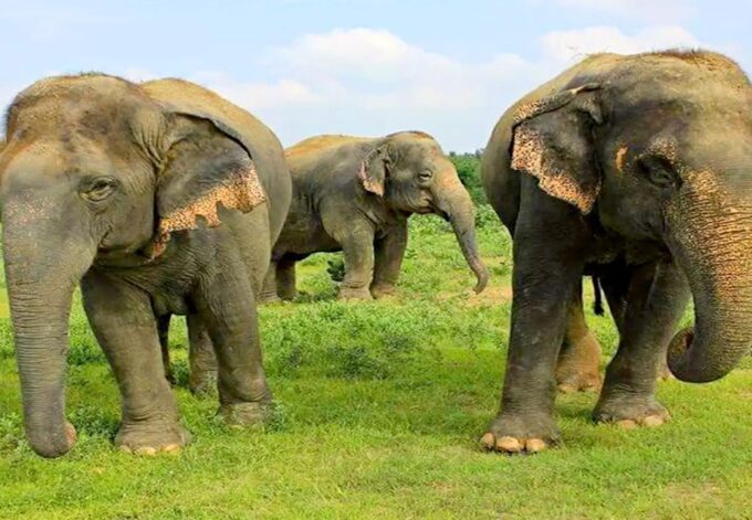 From Agra: Taj Mahal Trip With Elephant Conservation by Car - The Sum Up