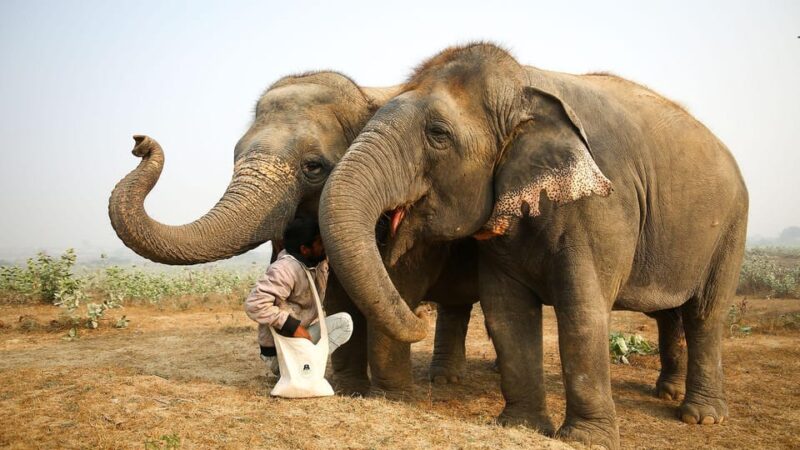 From Agra: Visit to Wildlife SOS Elephant Conservation Trip - Detailed Itinerary