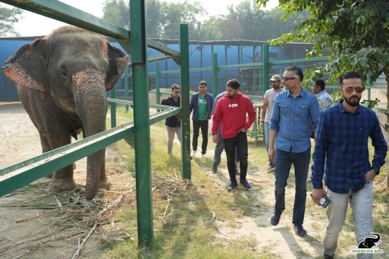 From Agra: Visit to Wildlife SOS Elephant Conservation Trip - Conservation Efforts